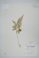 異葉卷柏藏品圖，第1張