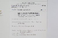 異葉卷柏藏品圖，第2張