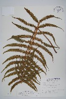 密毛毛蕨藏品圖，第1張