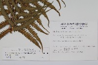 密毛毛蕨藏品圖，第2張