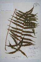 密毛毛蕨藏品圖，第1張