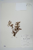 臺灣粉背蕨藏品圖，第1張