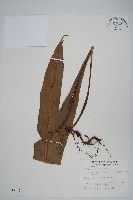 大星蕨藏品圖，第1張