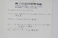 大星蕨藏品圖，第2張