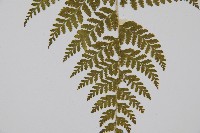 刺柄碗蕨藏品圖，第3張