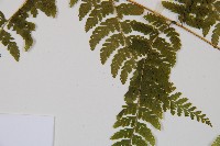 刺柄碗蕨藏品圖，第5張