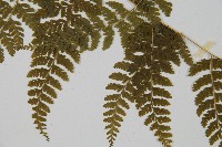 刺柄碗蕨藏品圖，第4張