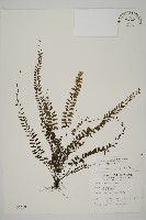愛氏鐵線蕨藏品圖，第1張
