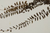 愛氏鐵線蕨藏品圖，第3張