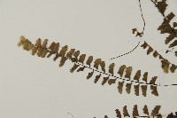 愛氏鐵線蕨藏品圖，第4張