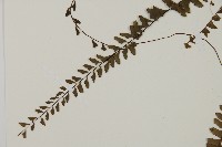 愛氏鐵線蕨藏品圖，第5張