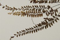 愛氏鐵線蕨藏品圖，第4張