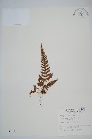 南海鱗毛蕨藏品圖，第1張