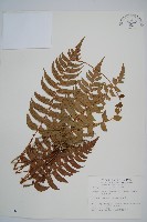 鞭葉耳蕨藏品圖，第1張