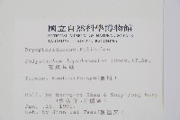 鞭葉耳蕨藏品圖，第2張