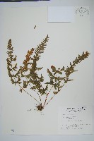 天草鳳尾蕨藏品圖，第1張