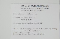 天草鳳尾蕨藏品圖，第2張