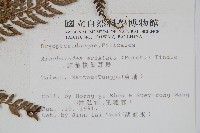 細葉複葉耳蕨藏品圖，第2張