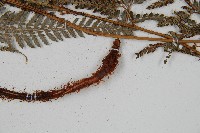 細葉複葉耳蕨藏品圖，第3張