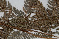 細葉複葉耳蕨藏品圖，第4張