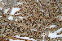 細葉複葉耳蕨藏品圖，第5張