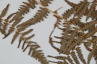 蕨藏品圖，第2張