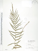 鱗蓋鳳尾蕨藏品圖，第1張