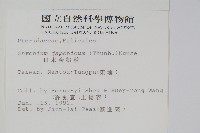 日本金粉蕨藏品圖，第2張