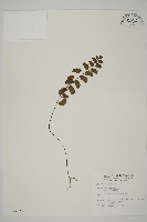 半月形鐵線蕨藏品圖，第1張