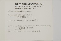 半月形鐵線蕨藏品圖，第2張