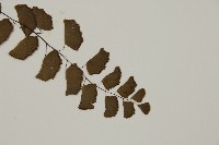 半月形鐵線蕨藏品圖，第3張