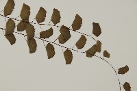 半月形鐵線蕨藏品圖，第2張