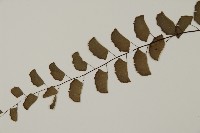 半月形鐵線蕨藏品圖，第3張