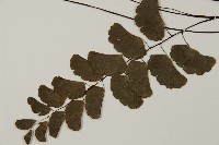 半月形鐵線蕨藏品圖，第4張