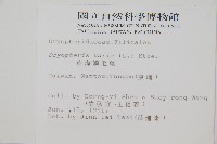 南海鱗毛蕨藏品圖，第2張