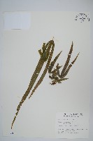 長葉鳳尾蕨藏品圖，第1張