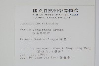 長葉鳳尾蕨藏品圖，第2張