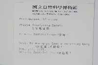 長葉鳳尾蕨藏品圖，第2張