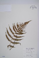 東洋蹄蓋蕨、假蹄蓋蕨藏品圖，第1張