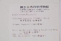 東洋蹄蓋蕨、假蹄蓋蕨藏品圖，第2張