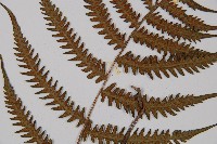 東洋蹄蓋蕨、假蹄蓋蕨藏品圖，第4張