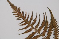 東洋蹄蓋蕨、假蹄蓋蕨藏品圖，第5張