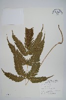 傅氏鳳尾蕨藏品圖，第1張