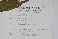 傅氏鳳尾蕨藏品圖，第2張