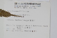 傅氏鳳尾蕨藏品圖，第2張