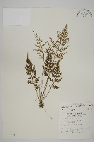 骨碎補鐵角蕨藏品圖，第1張