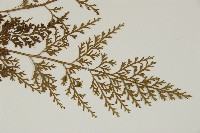 骨碎補鐵角蕨藏品圖，第3張