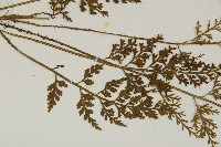 骨碎補鐵角蕨藏品圖，第4張