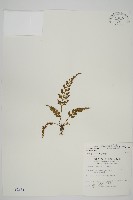 骨碎補鐵角蕨藏品圖，第1張