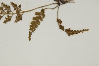 骨碎補鐵角蕨藏品圖，第4張